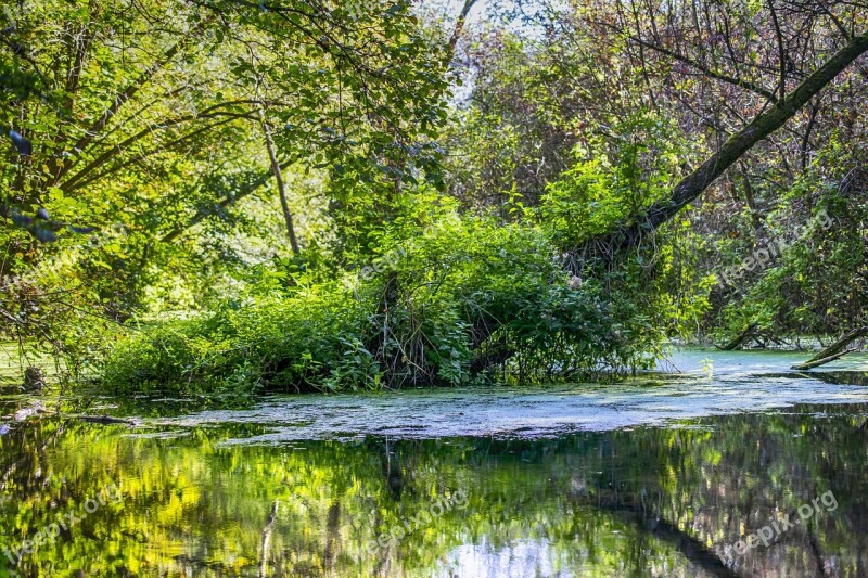 Swamp Moor Spring Bright Green