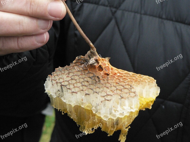 Cell Hive Beekeeping Wax Bee