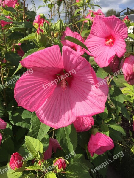 Flowers Pink Nature Garden Bloom