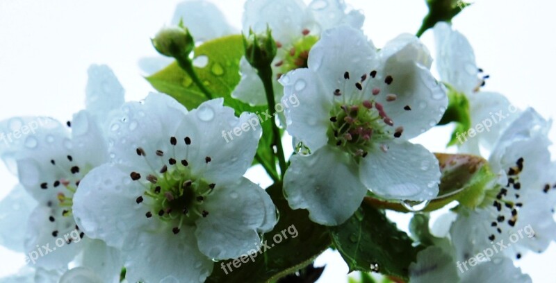 Pear Flower Orchard Spring Free Photos