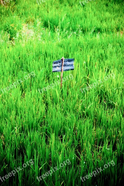 Rice Paddy Rice Fields Landscape Asia