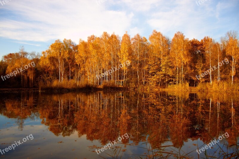 Nature Tree Autumn Autumn Mood Brown Sun