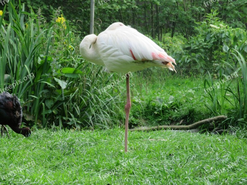 Flamingo Zoo Animal Sleeping Pink Flamingo