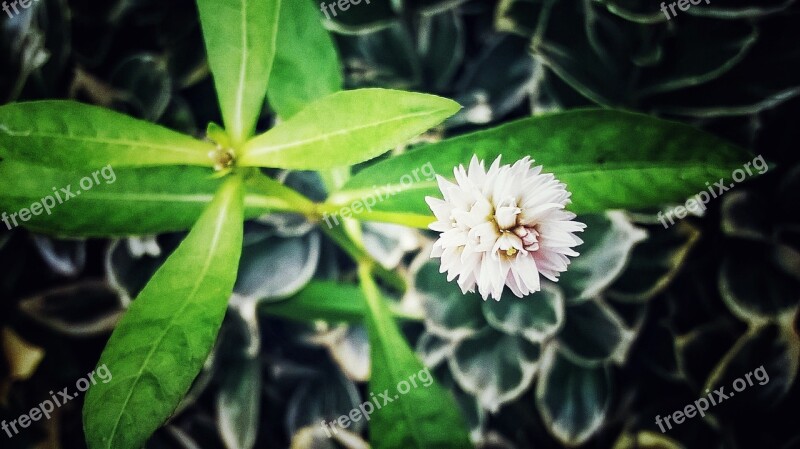 Flower Plant Chuzhou Shrubs Chrysanthemum