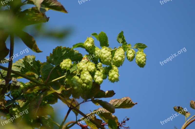 Hops Nature Plant Ripe Hop Vines