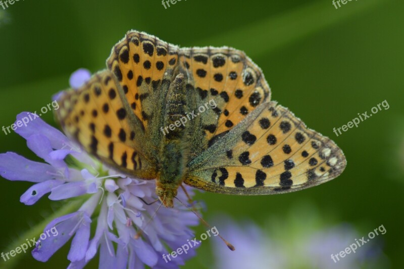 Butterfly Admiral Edelfalter Flowers On Flowers