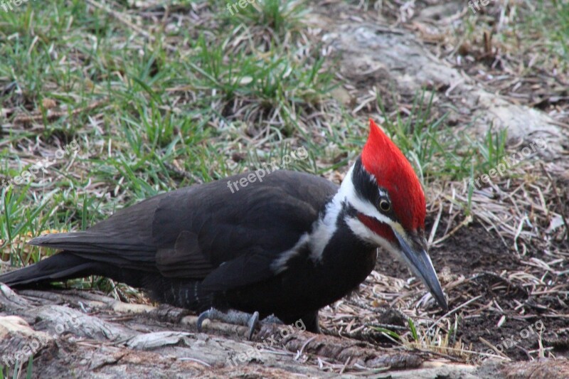 Woodpecker Outdoors Bird Nature Wildlife