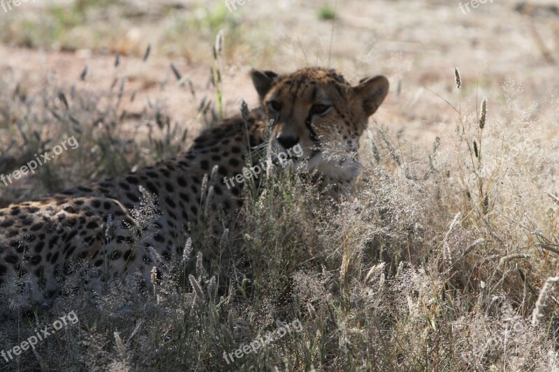 Cheetah Predator Namibia Wild Nature