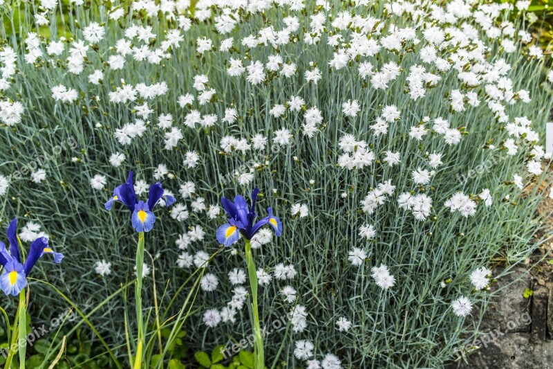 Flowers Plant Nature Spring Green