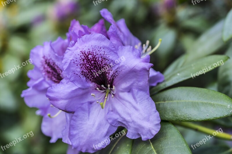 Flower Blossom Bloom Plant Botany