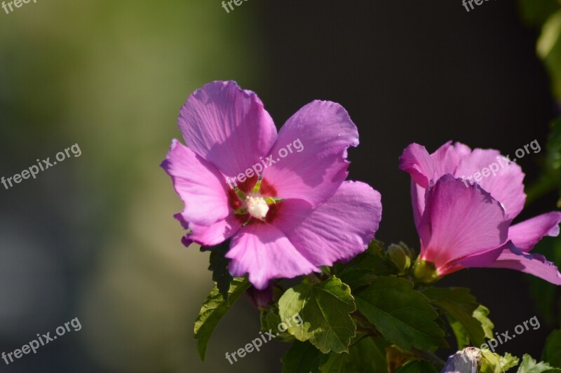 Hibiscus Nature Flower Magenta Plant