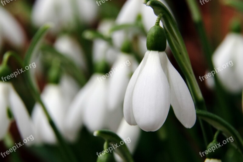 Snowdrop Flowers Spring White Nature