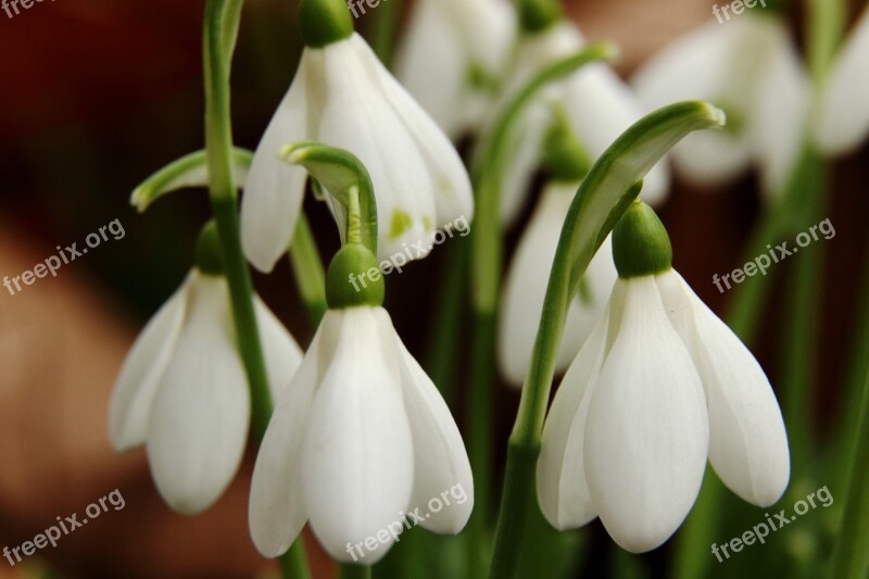 Snowdrop Flowers Spring White Nature