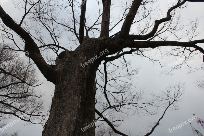 Dead Tree Wood Wood Winter Tree Free Photos