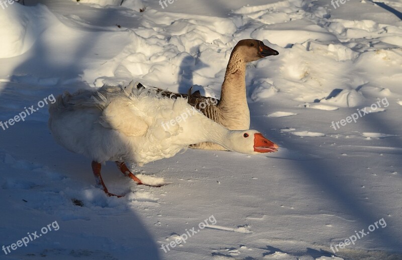 Geese Snow Sunlight Outdoors Bird