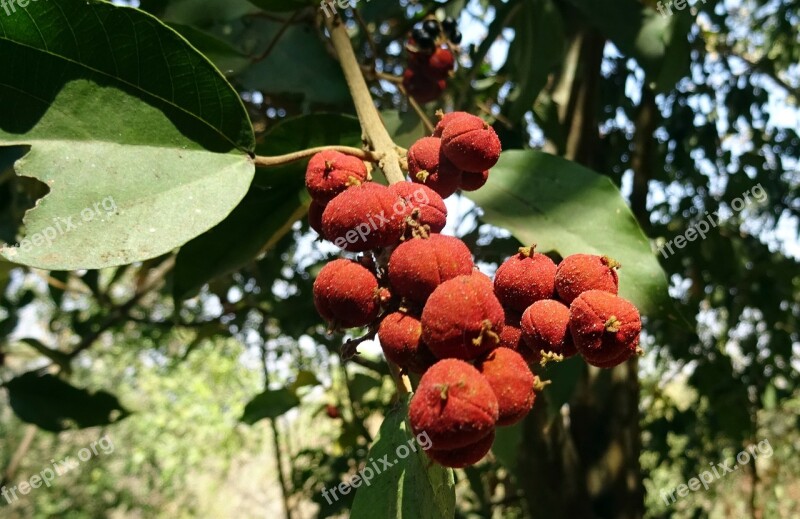 Mallotus Philippensis Plant Deciduous Spurge Family Kamala Tree