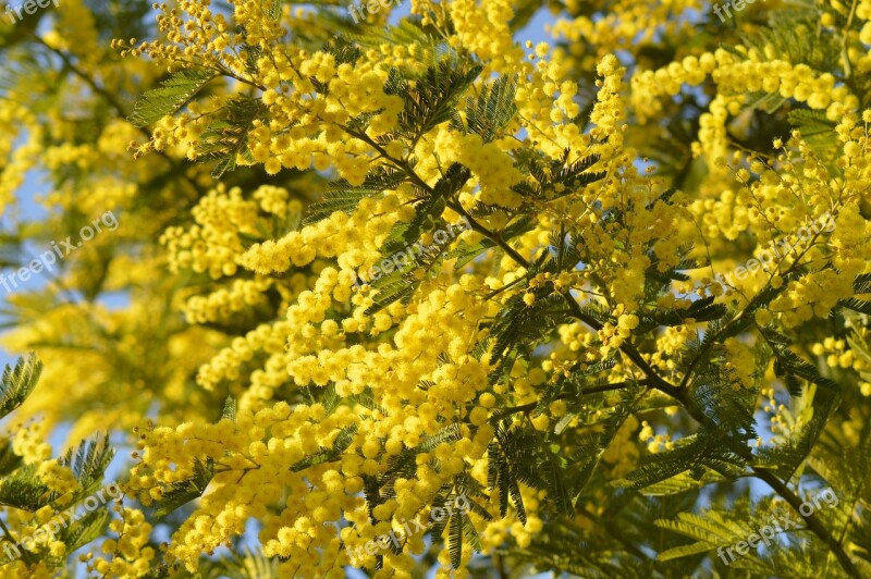 Mimosa Flower Yellow Yellow Flower Nature