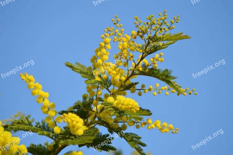 Mimosa Flower Yellow Yellow Flower Tree