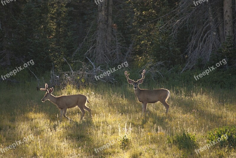 Mule Deer Bucks Herd Wildlife Nature