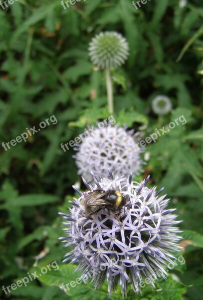 Bee Allium Flower Plant Nature