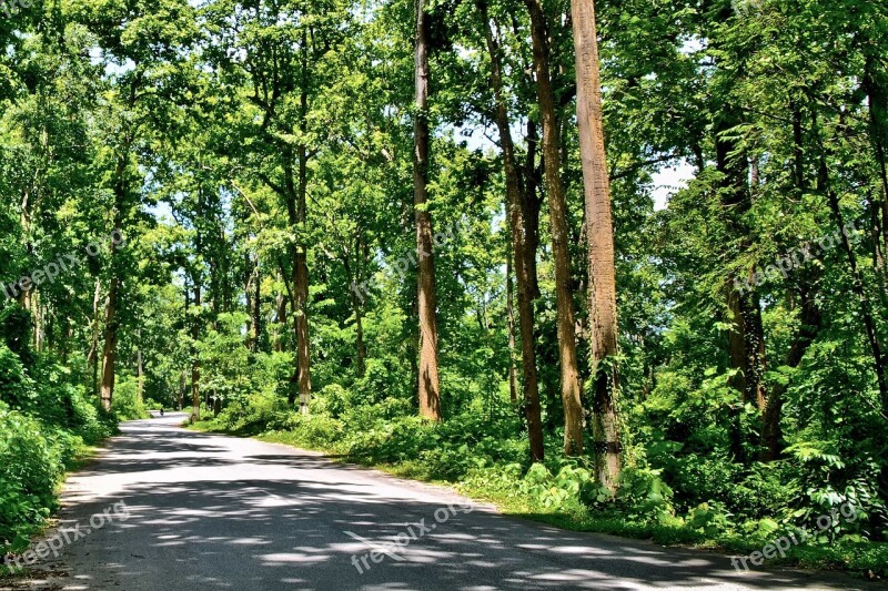 Forest Dense Thick Landscape Tree