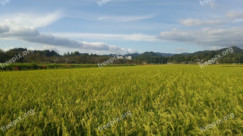 Paddy Field Usd Rice Free Photos