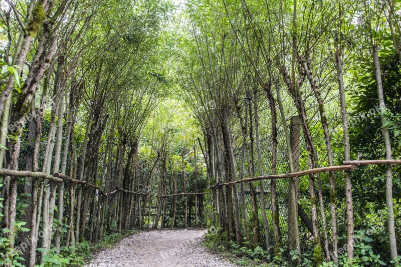 Forest Path Avenue Green Forest Nature