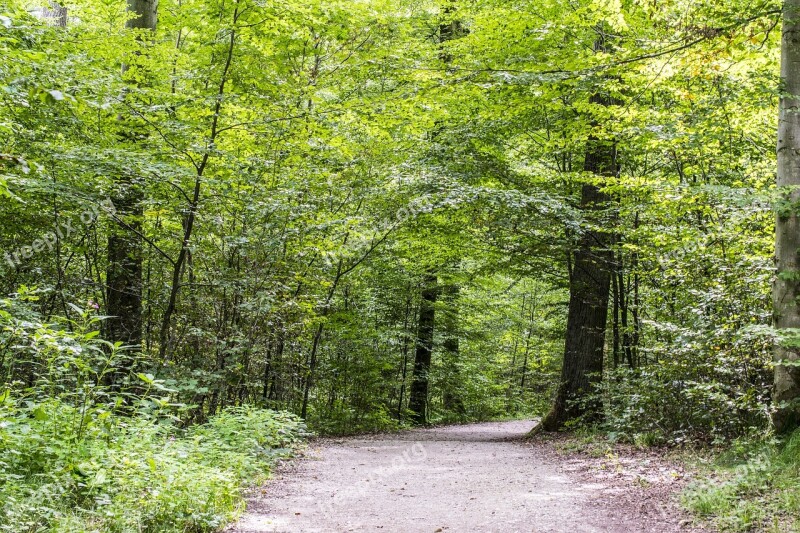 Forest Path Green Spring Forest Trees