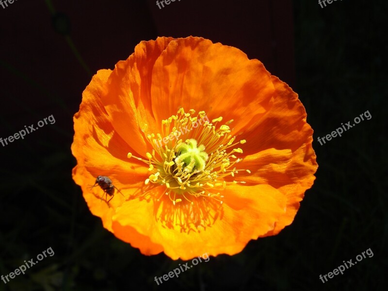 Flower Flue Insect Summer Free Photos