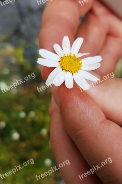 Daisy Foreground White Macro Flower