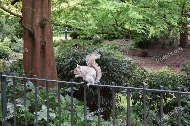 Squirrel Hyde Park London Park Natural