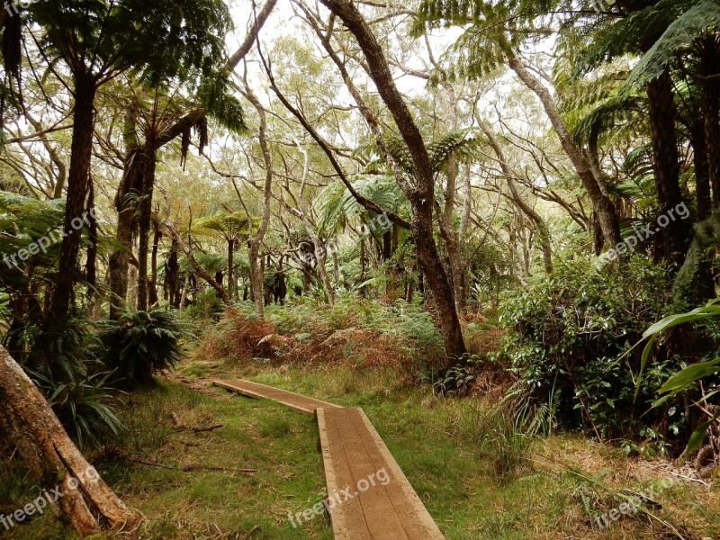 Primary Forest Hiking Reunion Island Free Photos