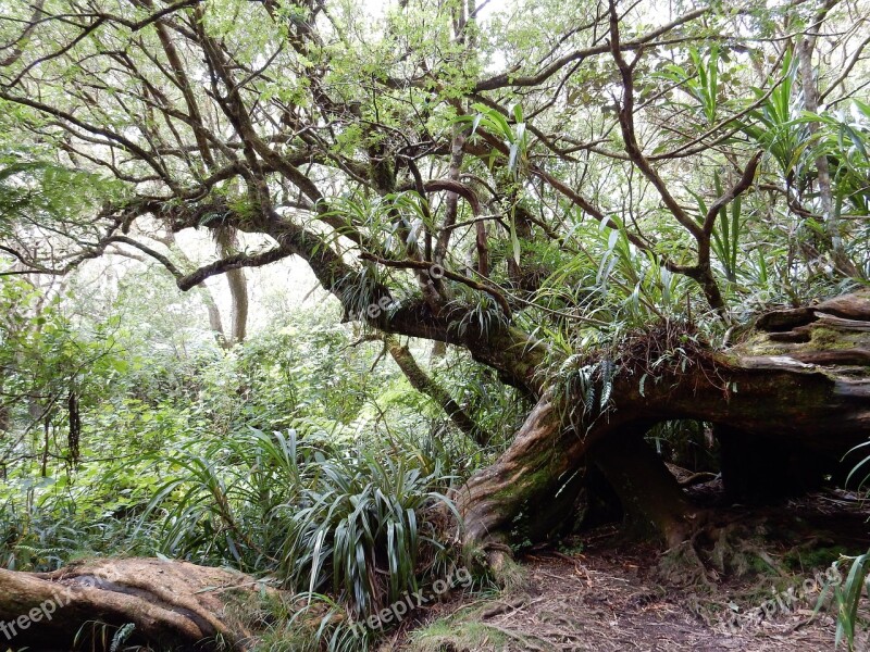 Primary Forest Hiking Reunion Island Free Photos