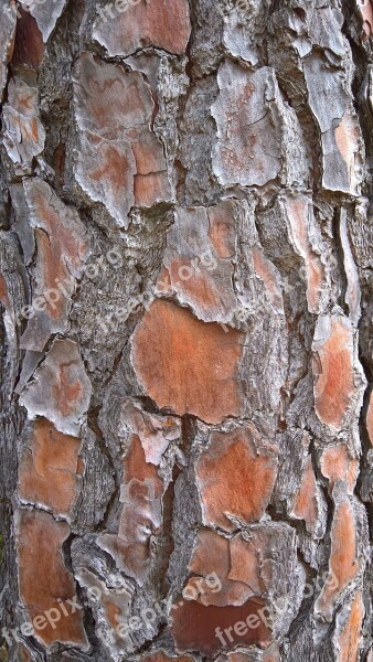 Bark Structure Flake Dry Log