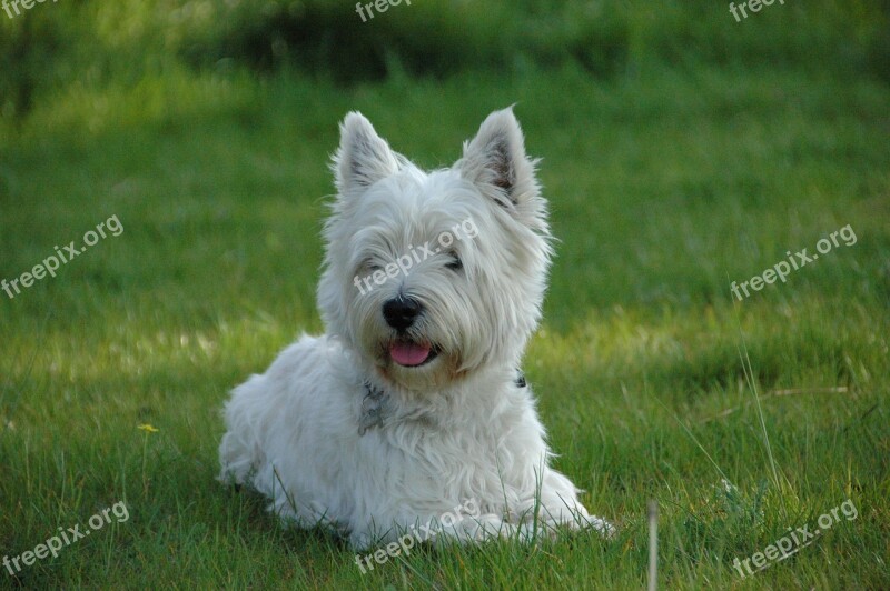 Dog West Highland Terrier Westie Free Photos