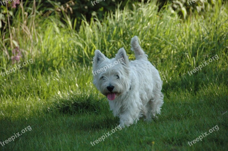 Dog Westie West Highland Terrier Free Photos