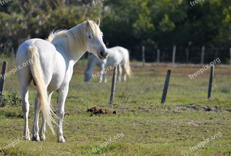 Camargue White Horses Animals Blond Mane Free Photos