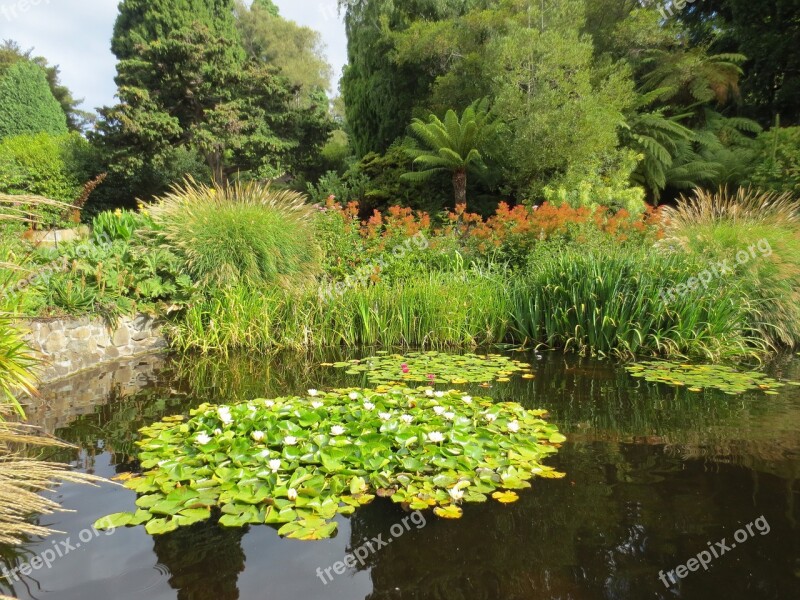 Lily Pond Waterlilies Pond Water Nature