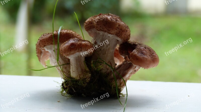 Mushrooms Rodinka Found Free Photos