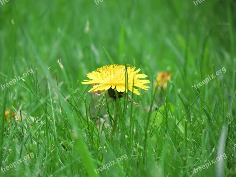 Meadow Buttercup Flower Summer Blossom