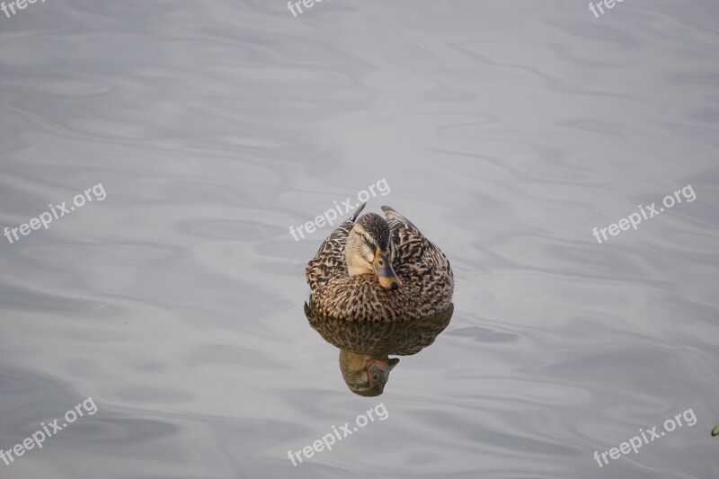 Mallards Duck Waterfowl Water Feathers