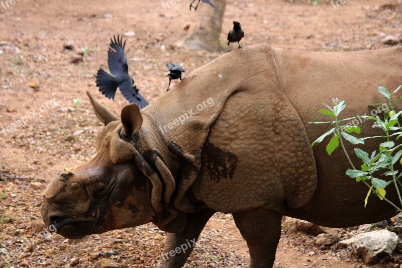 Rhinoceros Animal Zoo Rhino Wildlife