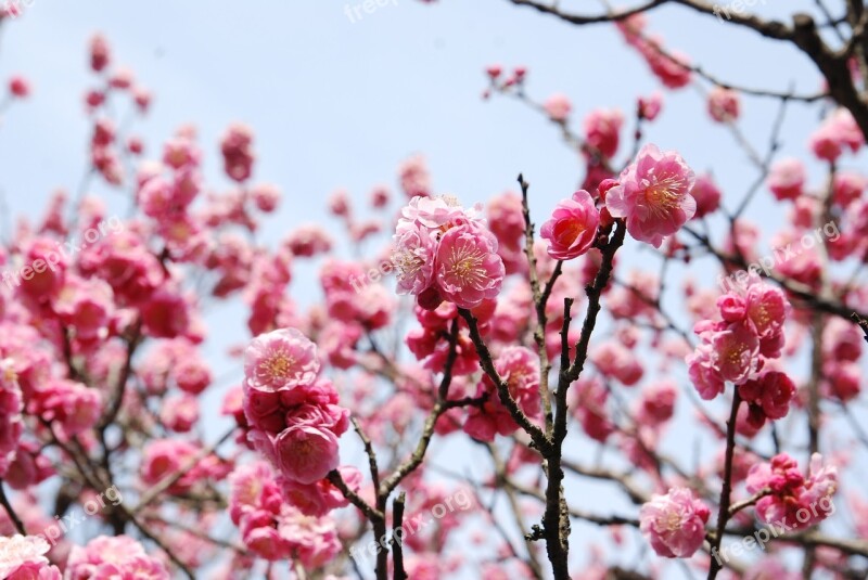 Cherry Blossoms Cherry Flowers Cherry Tree Free Photos