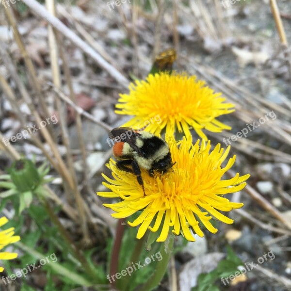 Bumble Bee Flower Dandelion Bee On Flower Free Photos