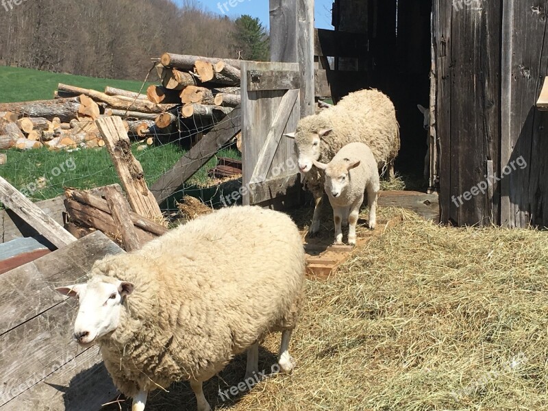 Sheep Lamb Barn Barnyard Free Photos