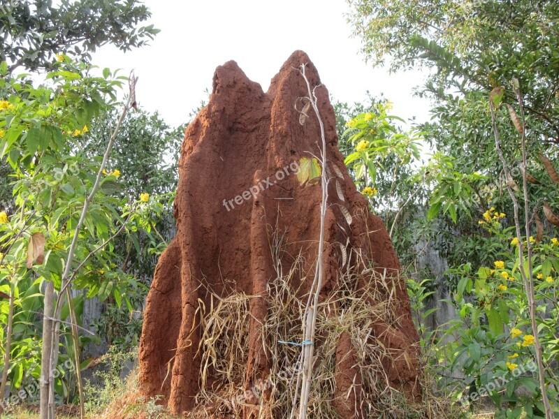 Termite Ant Termite Hill Ant Hill Insect