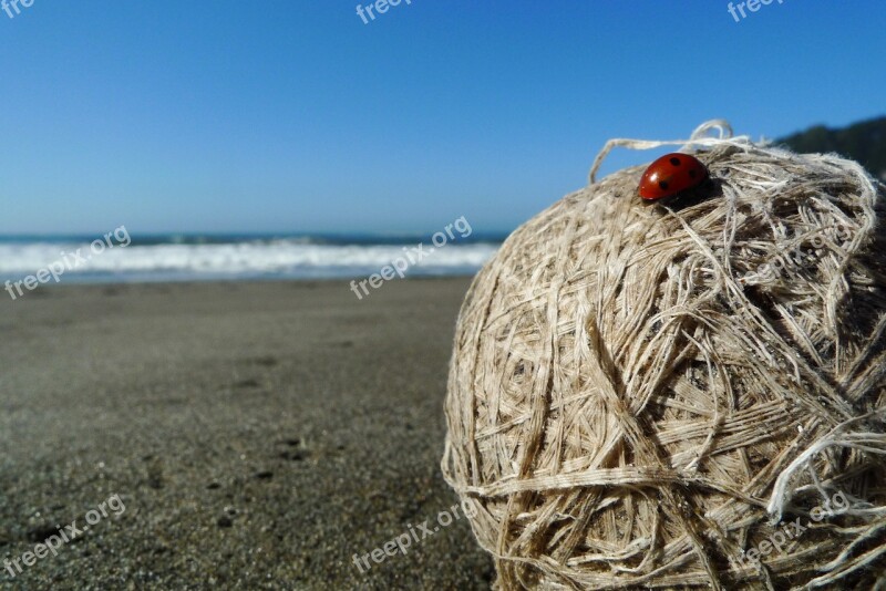 Beach Ladybird Sea Ladybug Ocean