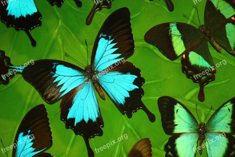 Butterfly Tropical Butterfly Turquoise Butterfly Valley Konya