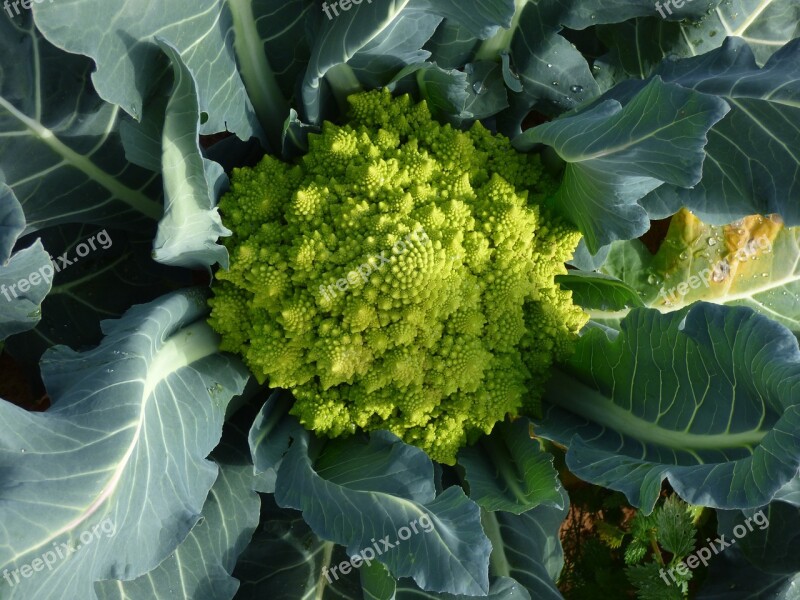 Broccoli Romanesco Vegetable Cabbage Food