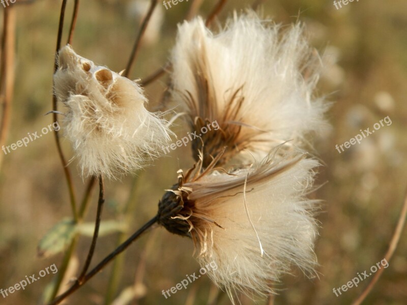 Autumn Thistle Dry Thistle Nature Free Photos